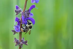 May Prints: Shrill Carder Bee Print