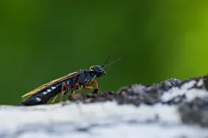 Outdoor Insect Photography Prints: Marco image of an insect
