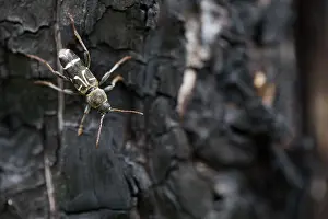 Russian Wildlife Prints: Marco image of an insect