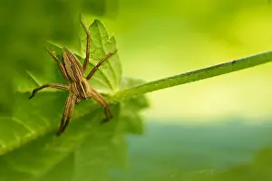 Pisaura Mirabilis Prints: Marco image of an insect