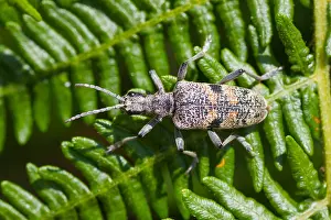 Biodiversity In Europe Prints: Marco image of an insect
