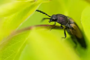 Wildlife In Russia Prints: Marco image of an insect