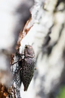 Russian Wildlife Prints: Marco image of an insect