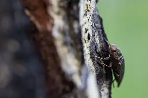Insect Metamorphosis Process Prints: Marco image of an insect