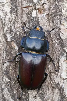 Images Dated 13th June 2013: Lucanus cervus Female Print