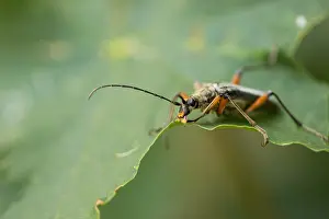 Outdoor Wildlife Images Prints: Marco image of an insect