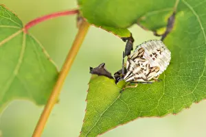 Marco image of an insect