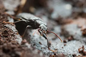 Wildlife In Switzerland Prints: Marco image of an insect