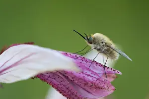 Images Dated 27th May 2015: Bombyliidae Print - Humble Fly Image