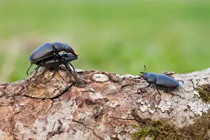 Outdoor Insect Photography Prints: Marco image of an insect