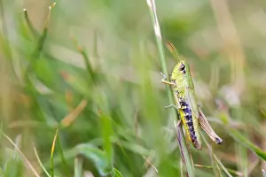 European Grasshopper Species Prints: Marco image of an insect