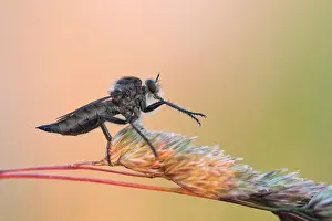 Nature Photography Germany Outdoors Prints: Marco image of an insect