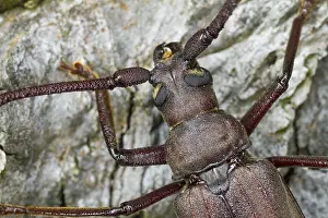 Marco image of an insect