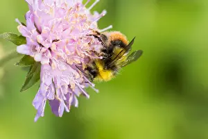 Wild Nature Photography Prints: Marco image of an insect