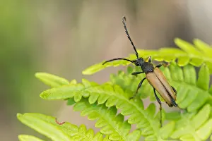 Outdoor Insect Photography Prints: Marco image of an insect