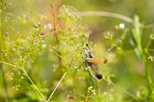 European Grasshopper Species Prints: Marco image of an insect