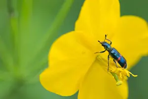 Russian Wildlife Photography Prints: Marco image of an insect