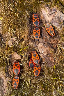 Outdoor Insect Photography Prints: Marco image of an insect