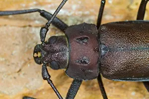 Marco image of an insect