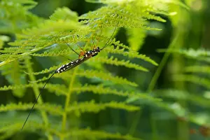 German Wildlife Fauna Images Prints: Marco image of an insect