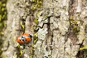 German Wildlife Nature Photography Prints: Marco image of an insect
