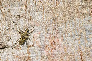 Rhagium mordax Print - Black-spotted Longhorn Beetle Image