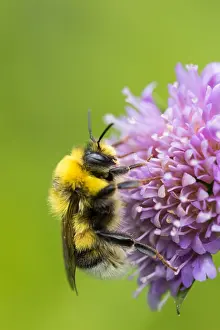 Marco's White-tailed Bumblebee Print