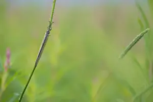 Marco image of an insect