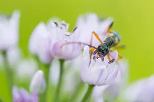 Marco image of an insect