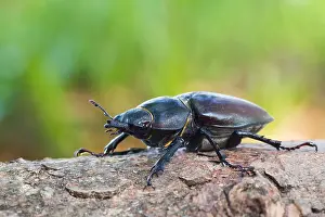 Images Dated 13th June 2013: Lucanus cervus Female Print