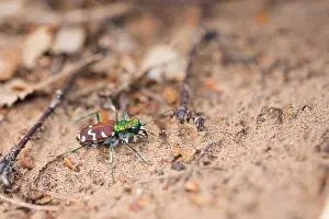 Wildlife In Russia Prints: Marco image of an insect
