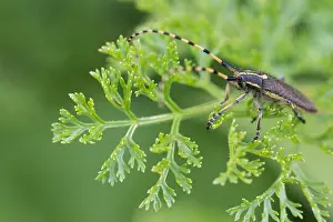 Asian Nature Photography Prints: Marco image of an insect