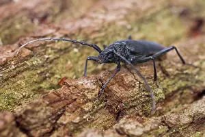 German Wildlife Fauna Images Prints: Marco image of an insect