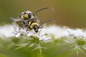Insect Metamorphosis Stages Prints: Marco image of an insect
