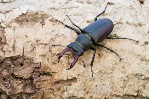 Wildlife Photography Germany Nature Prints: Marco image of an insect