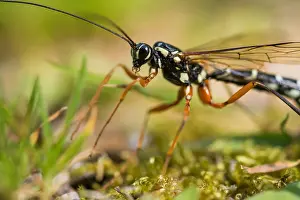 Giant Ichneumon Print - Rhyssa persuasoria Imago