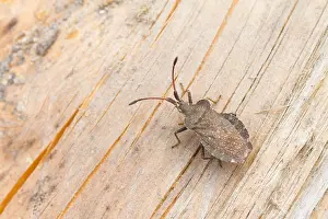 Nature Images Europe Prints: Marco image of an insect