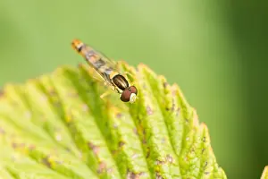 Wildlife Insects Prints: Marco image of an insect