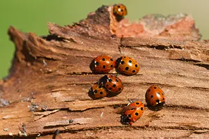 German Fauna And Flora Images Prints: Marco image of an insect
