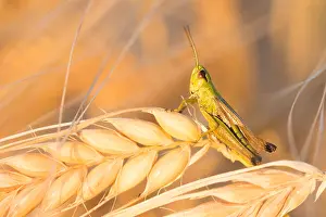 European Grasshopper Species Prints: Marco image of an insect