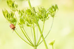 Biodiversity In Europe Prints: Marco image of an insect