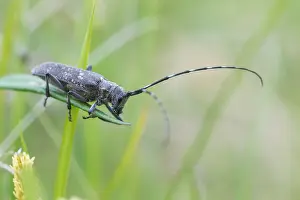 Marco Print of Female Pine Sawyer Beetle