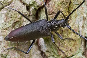 German Wildlife Fauna Images Prints: Marco image of an insect