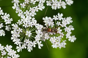 Insect Wildlife Images Prints: Marco image of an insect
