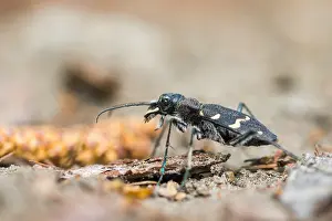 Russian Nature Photography Prints: Marco image of an insect