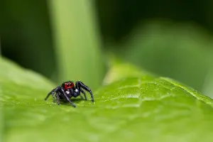 Wildlife Photography Kyrgyzstan Prints: Marco image of an insect