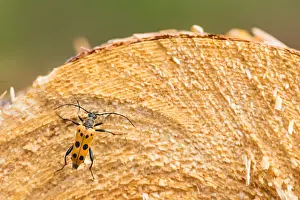 Russian Nature Photography Prints: Marco image of an insect