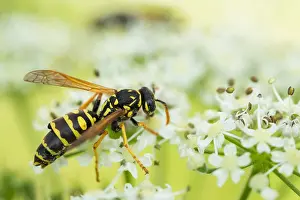 European Paper Wasp Prints: Marco image of an insect