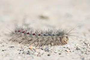 Asian Wildlife Prints: Marco image of an insect