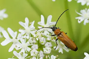 Marco image of an insect